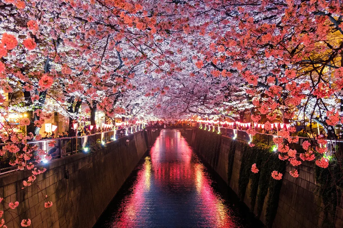 Canal ladeado por cerejeiras iluminadas à noite